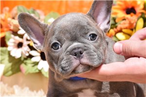 Ernie - French Bulldog for sale