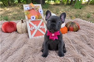 Briar - French Bulldog for sale