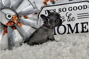 Briar - French Bulldog for sale