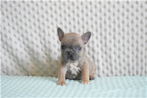 Stella - French Bulldog for sale