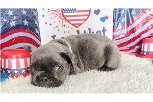 Stan - puppy for sale