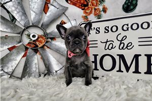 Bambi - French Bulldog for sale