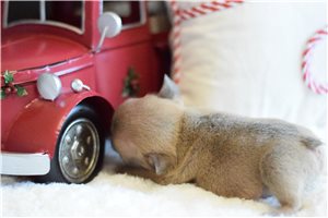 Nixon - French Bulldog for sale