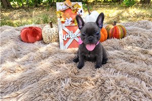 Bambi - French Bulldog for sale