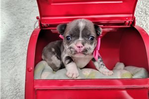 Bitsy - French Bulldog for sale