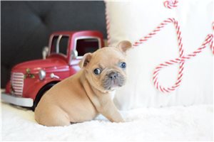 Nemo - French Bulldog for sale