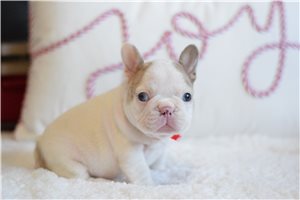 Nash - French Bulldog for sale