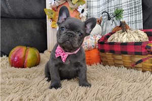 Briar - puppy for sale