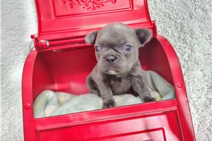 Briar - puppy for sale