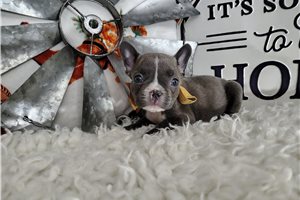 Bonham - French Bulldog for sale