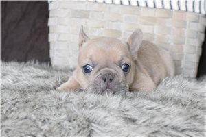 Amelie - French Bulldog for sale