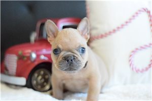 Nathan - French Bulldog for sale