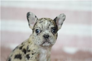 French Bulldog Puppies For Sale Pawrade Com