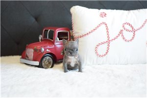 Nicola - French Bulldog for sale