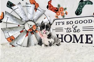 Bitsy - French Bulldog for sale