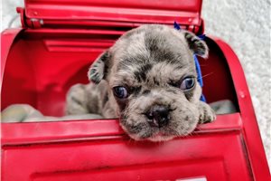 Blaze - puppy for sale