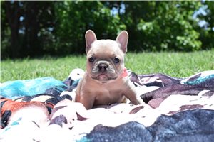 Turk | Puppies For Sale at Pawrade