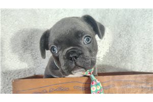 Stan - French Bulldog for sale
