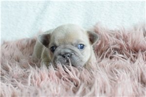 Amelie - French Bulldog for sale