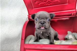 Bambi - puppy for sale