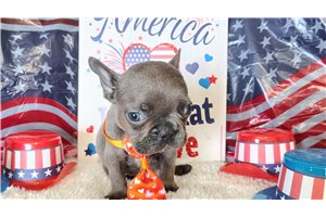 Stafford - French Bulldog for sale