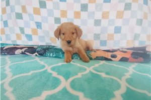 Rainey - Golden Retriever for sale