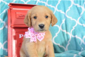 Makayla - Golden Retriever for sale