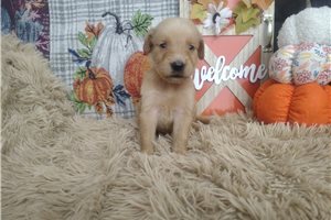 Rama - Golden Retriever for sale