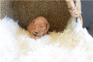 Phillipa - puppy for sale