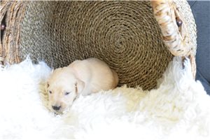 Petunia - puppy for sale