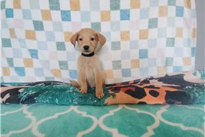 Rainier - Golden Retriever for sale
