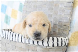 Malia - Golden Retriever for sale