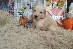 Rainey - Golden Retriever for sale