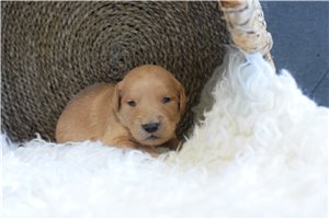 Pika - puppy for sale