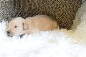 Pierre - puppy for sale