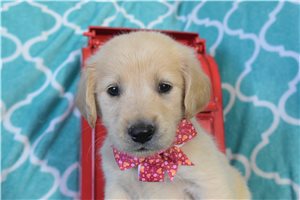 Malia - puppy for sale