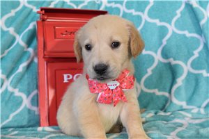 Sassy - puppy for sale