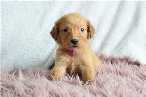 Phoenix - Golden Retriever for sale