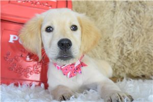 Malia - Golden Retriever for sale