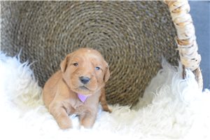 Piper - Golden Retriever for sale