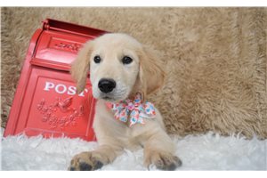 Satin - Golden Retriever for sale