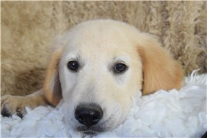 Sassy - Golden Retriever for sale