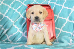Satin - Golden Retriever for sale