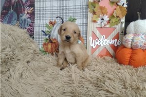 Raddix - Golden Retriever for sale