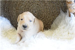 Pierce - puppy for sale