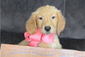 Phoenix - Golden Retriever for sale