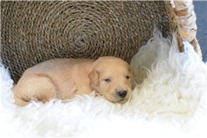 Pippa - puppy for sale