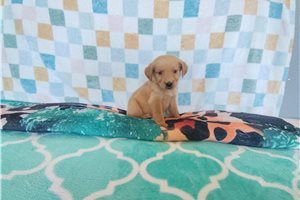 Rama - Golden Retriever for sale