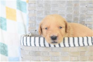 Makayla - Golden Retriever for sale