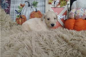 Rainier - Golden Retriever for sale